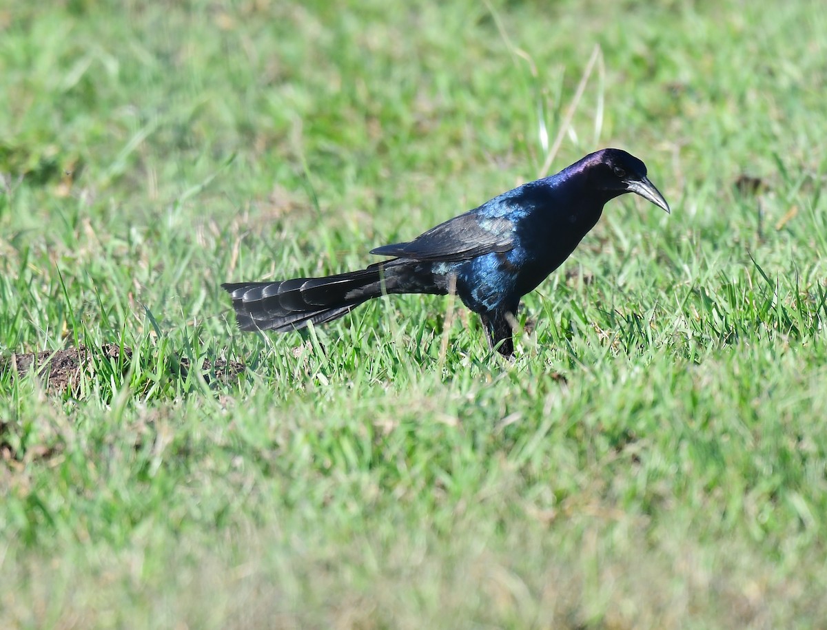 Boat-tailed Grackle - ML620215427
