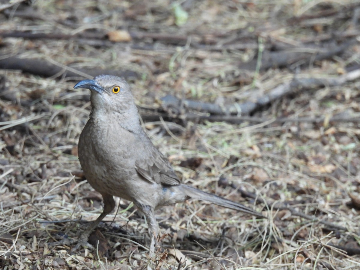 Curve-billed Thrasher - ML620215428