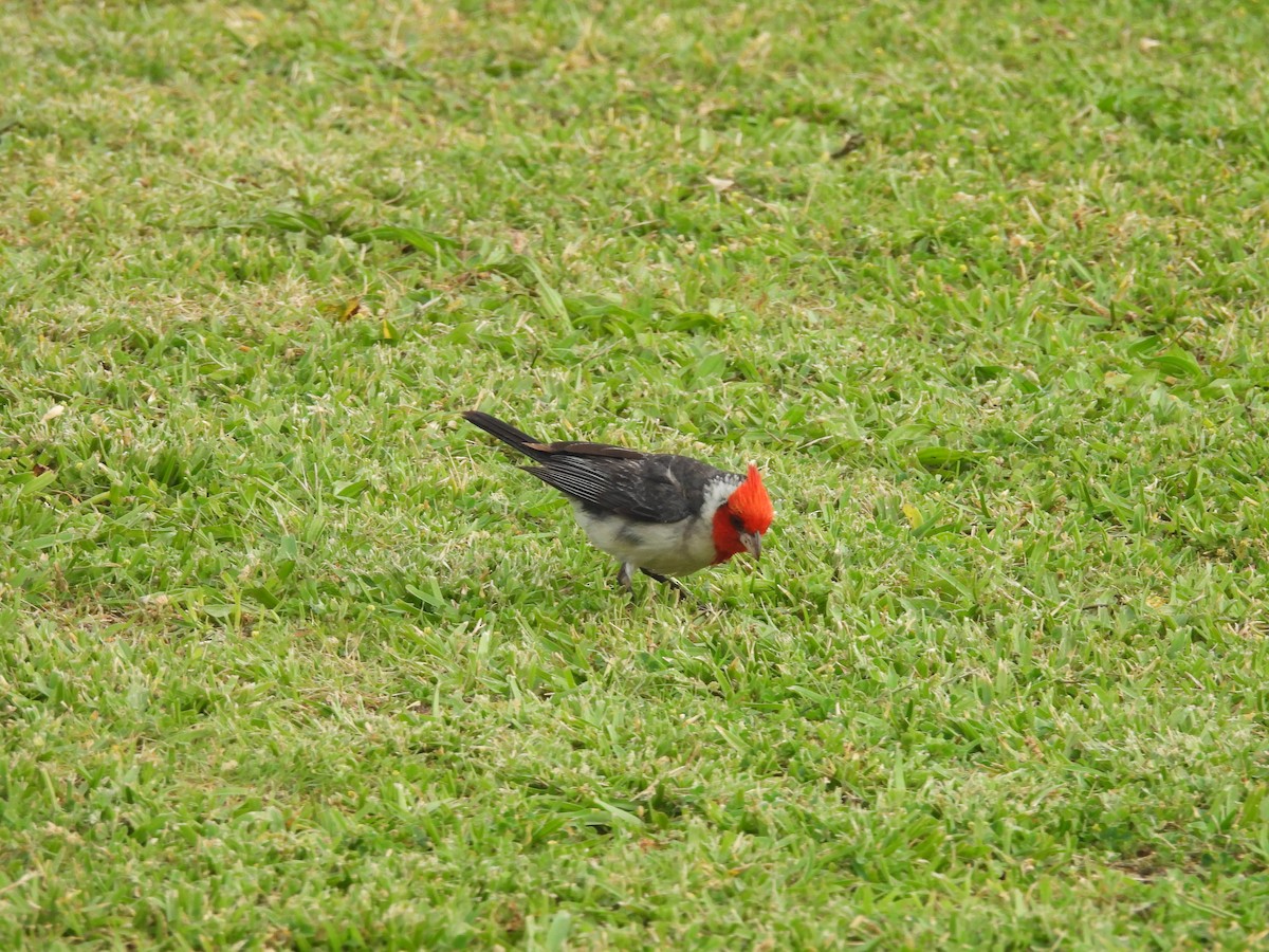 Red-crested Cardinal - ML620215430