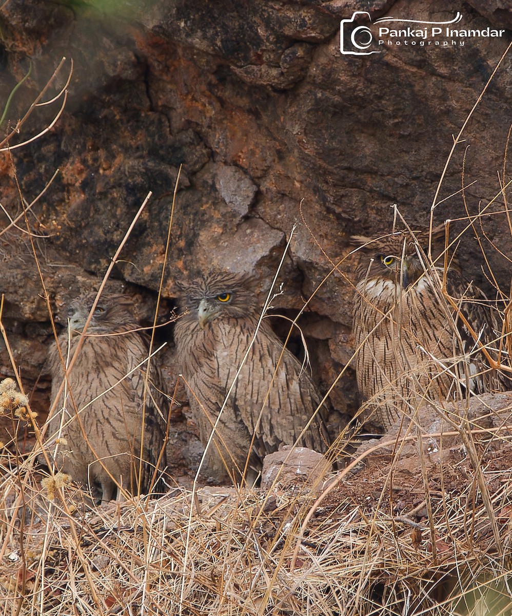 Brown Fish-Owl - ML620215436