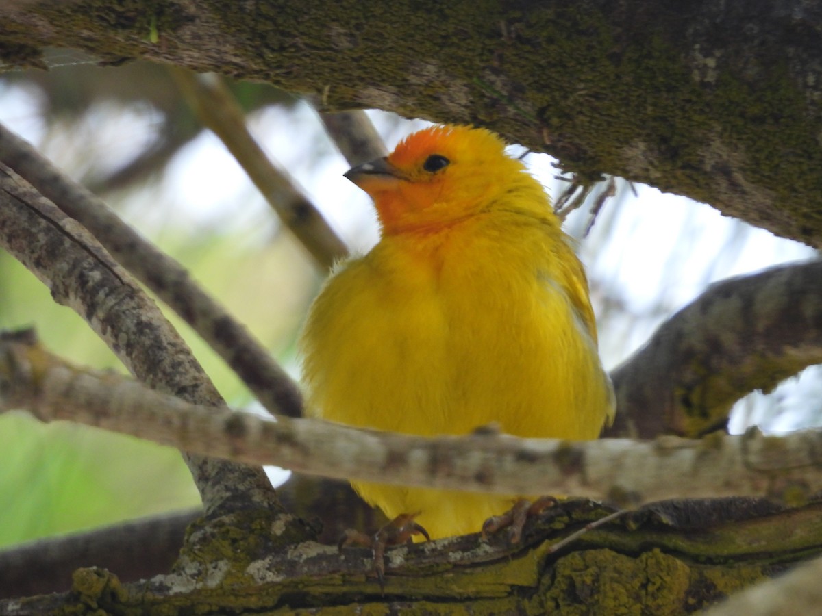 Saffron Finch - ML620215439