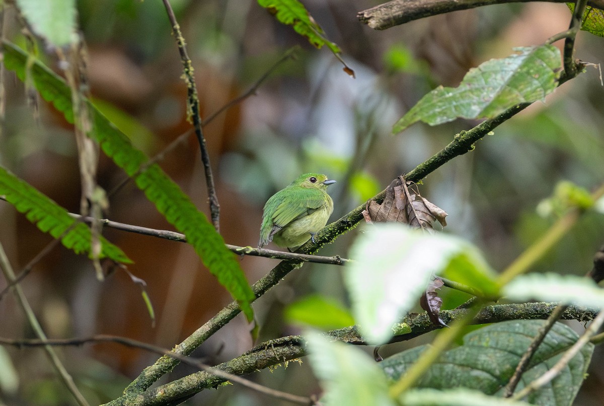 Saltarín Coroniazul (velutina/minuscula) - ML620215448