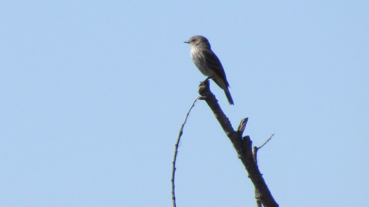 Vermilion Flycatcher - ML620215451