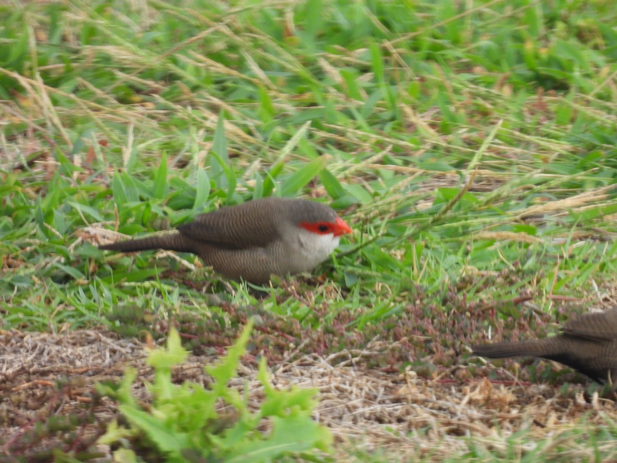 Common Waxbill - ML620215455