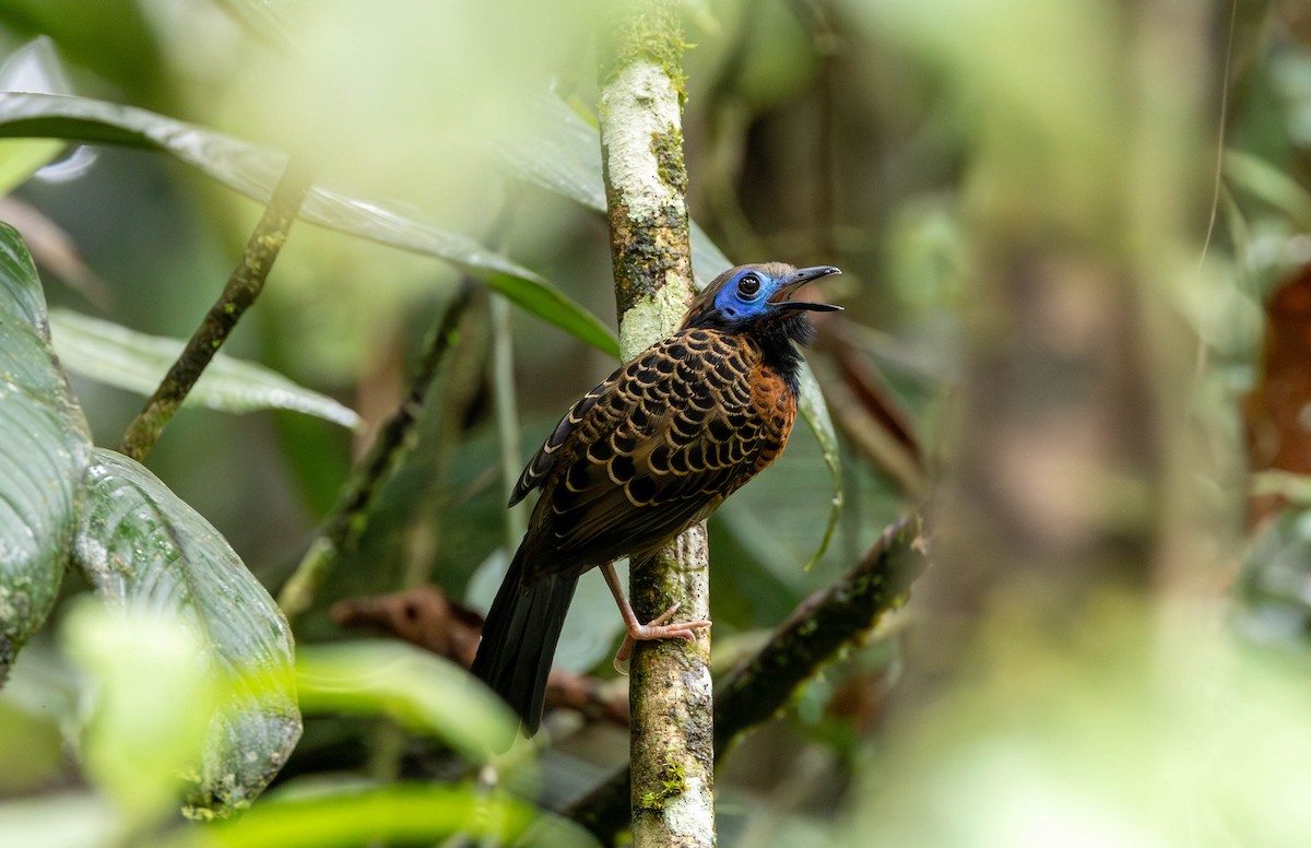 Ocellated Antbird - ML620215464