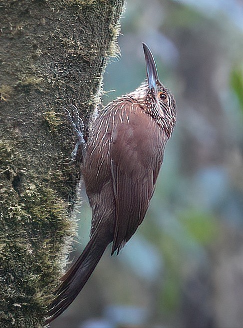 Strong-billed Woodcreeper - ML620215469