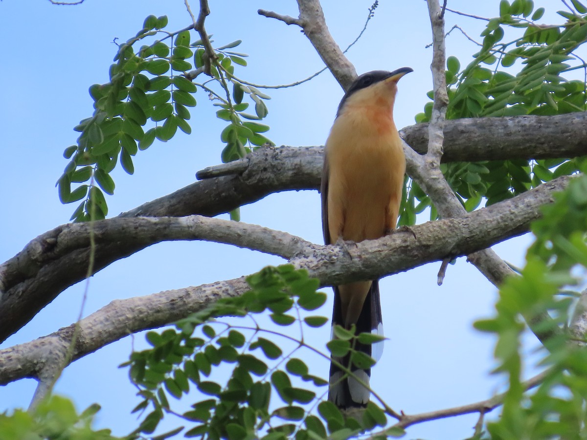 Mangrove Cuckoo - ML620215479