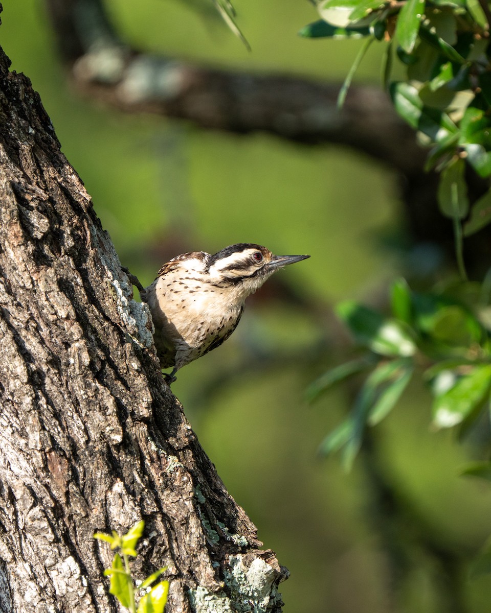 Ladder-backed Woodpecker - ML620215500