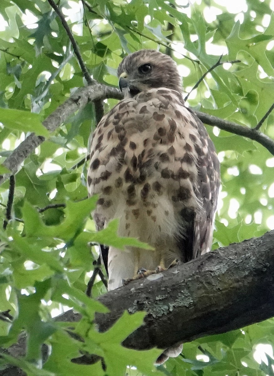 Red-shouldered Hawk - ML620215506