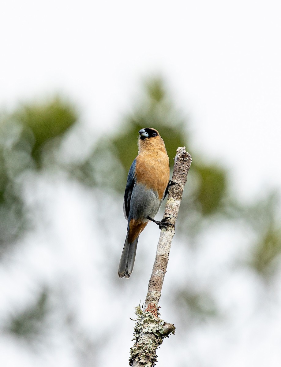 Cinnamon Tanager - ML620215515