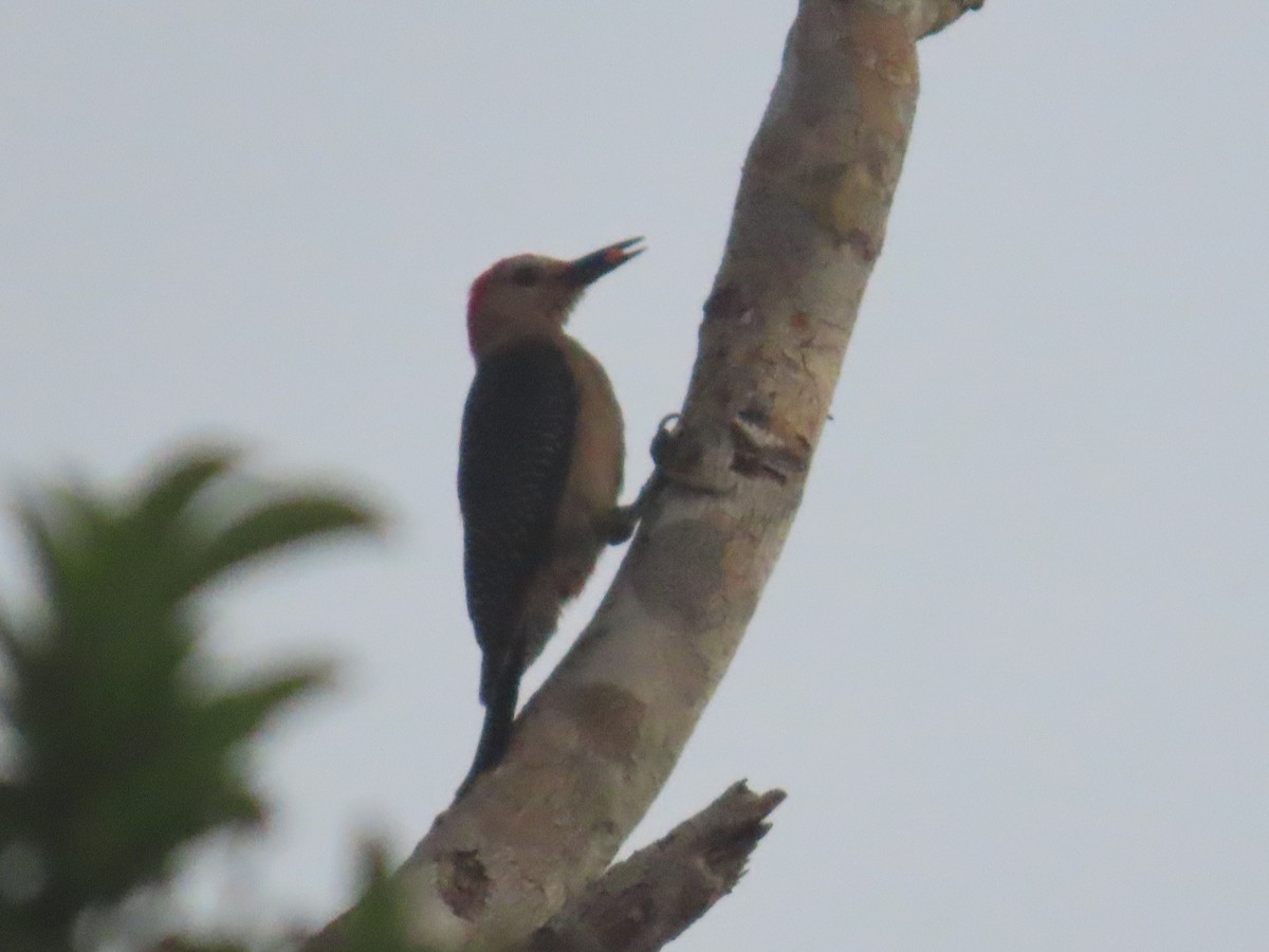 Yucatan Woodpecker - ML620215516