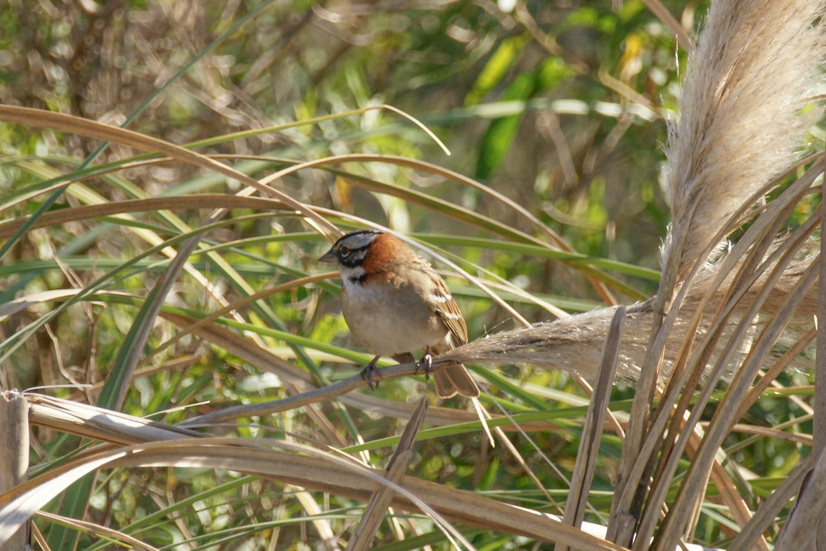 Rufous-collared Sparrow - ML620215518