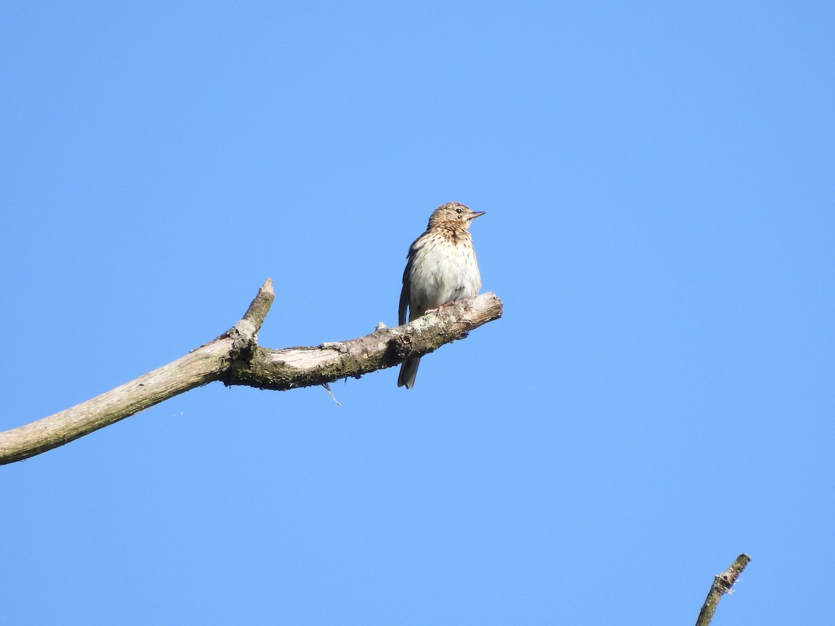 Tree Pipit - ML620215528