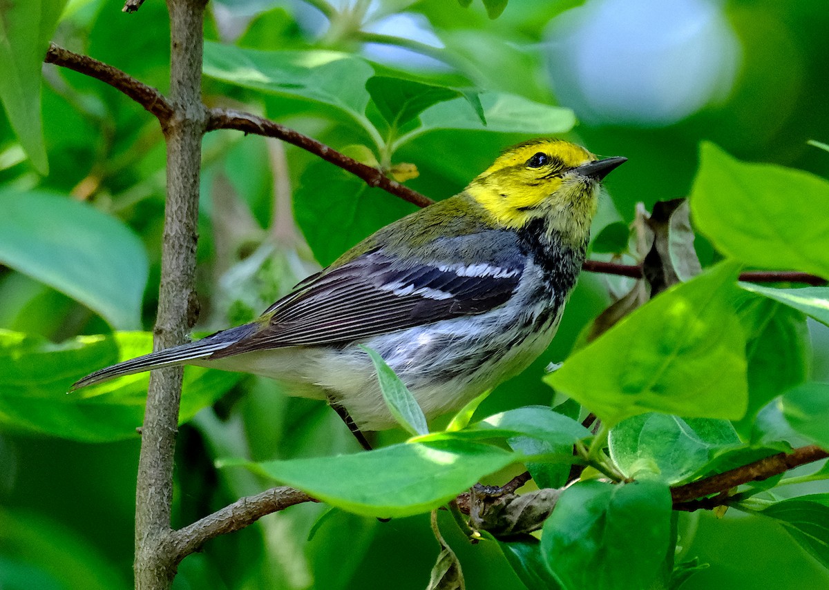 Black-throated Green Warbler - ML620215529