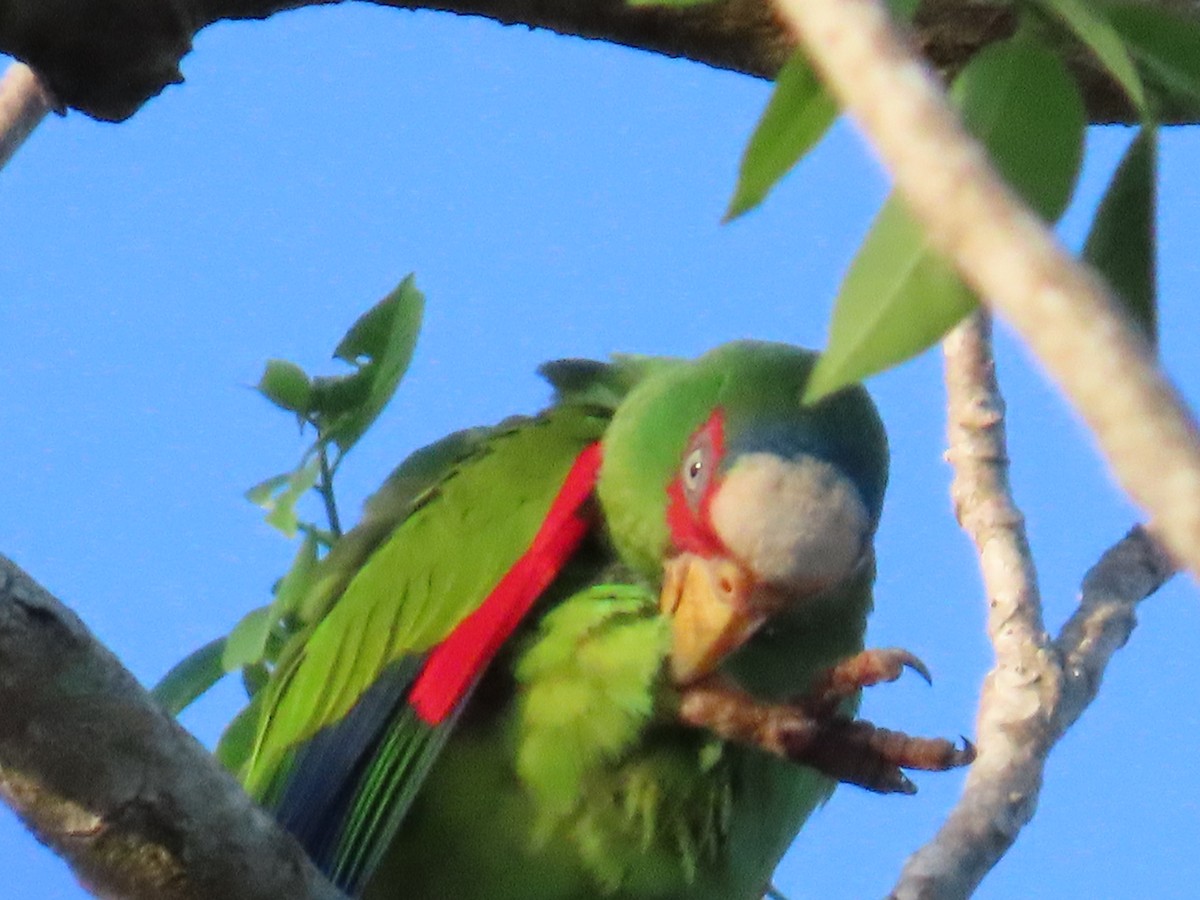 White-fronted Parrot - ML620215531