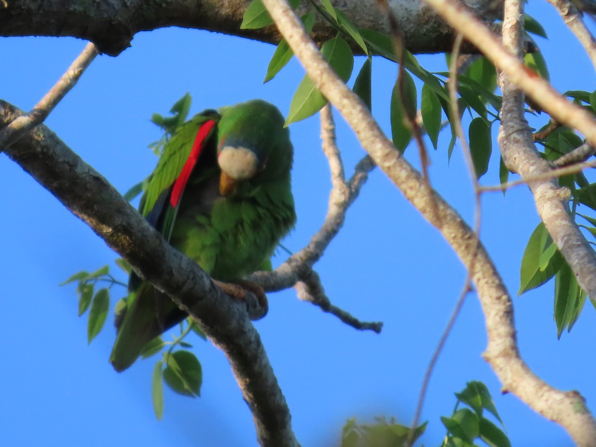 White-fronted Parrot - ML620215532