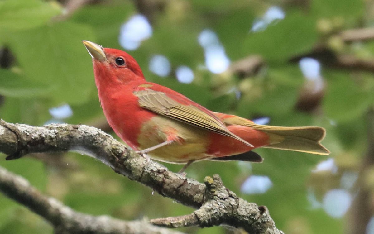Summer Tanager - James Wheat