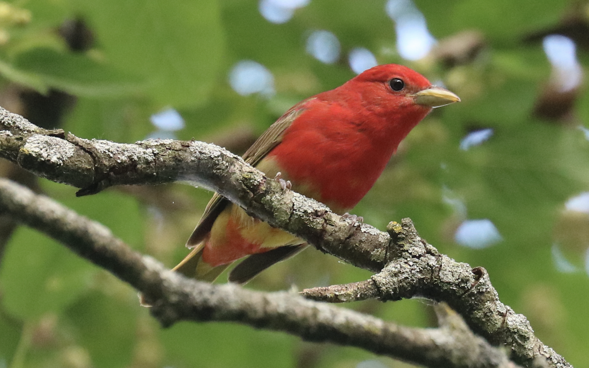 Summer Tanager - James Wheat