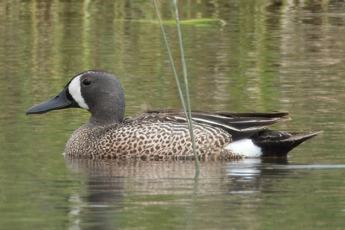 Blue-winged Teal - ML620215546