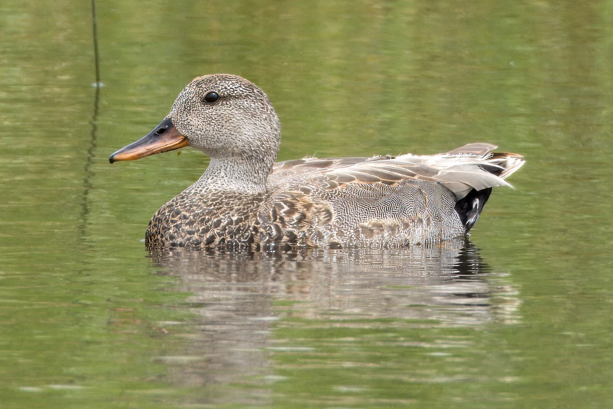 Gadwall - ML620215556