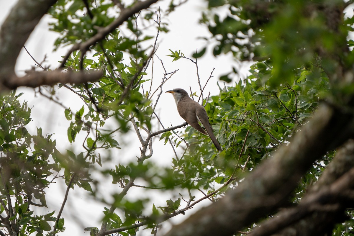 Yellow-billed Cuckoo - ML620215564