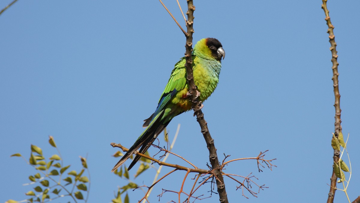 Aratinga Ñanday - ML620215576