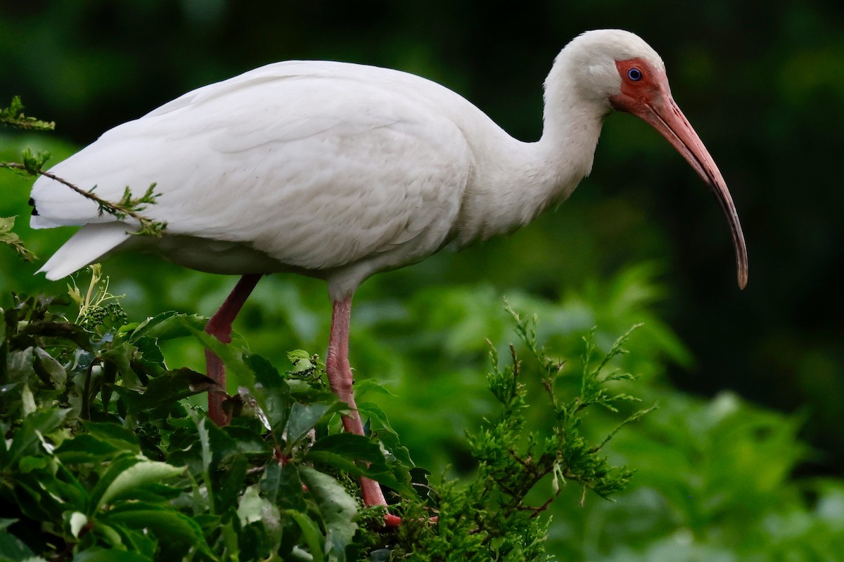 White Ibis - ML620215579