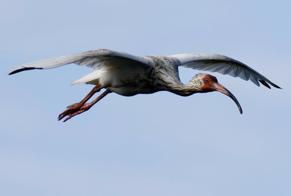 White Ibis - ML620215580