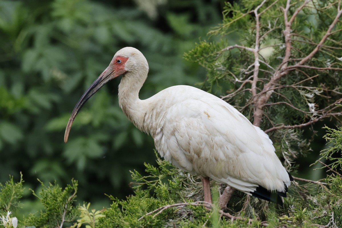 White Ibis - ML620215581