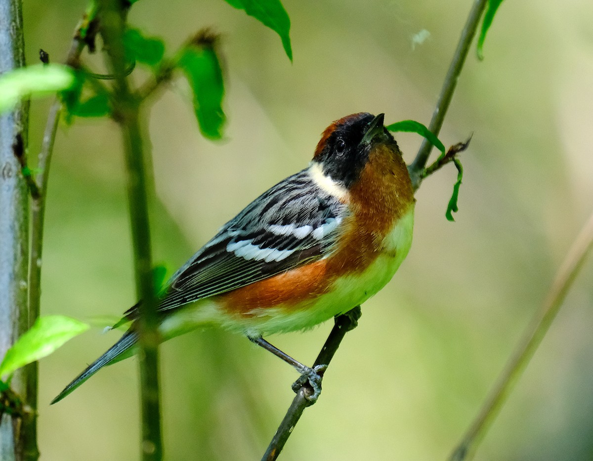 Bay-breasted Warbler - ML620215582