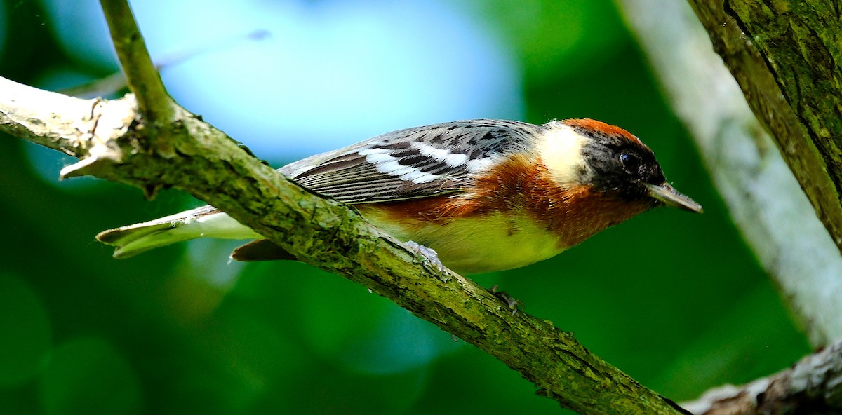 Bay-breasted Warbler - ML620215583