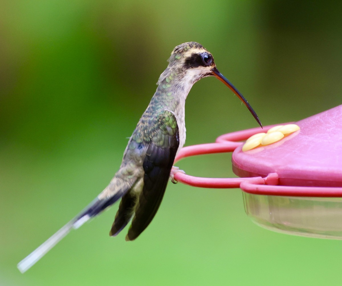 Pale-bellied Hermit - ML620215586