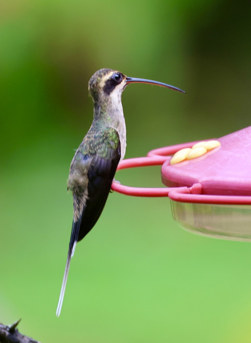 kolibřík světlebřichý - ML620215587