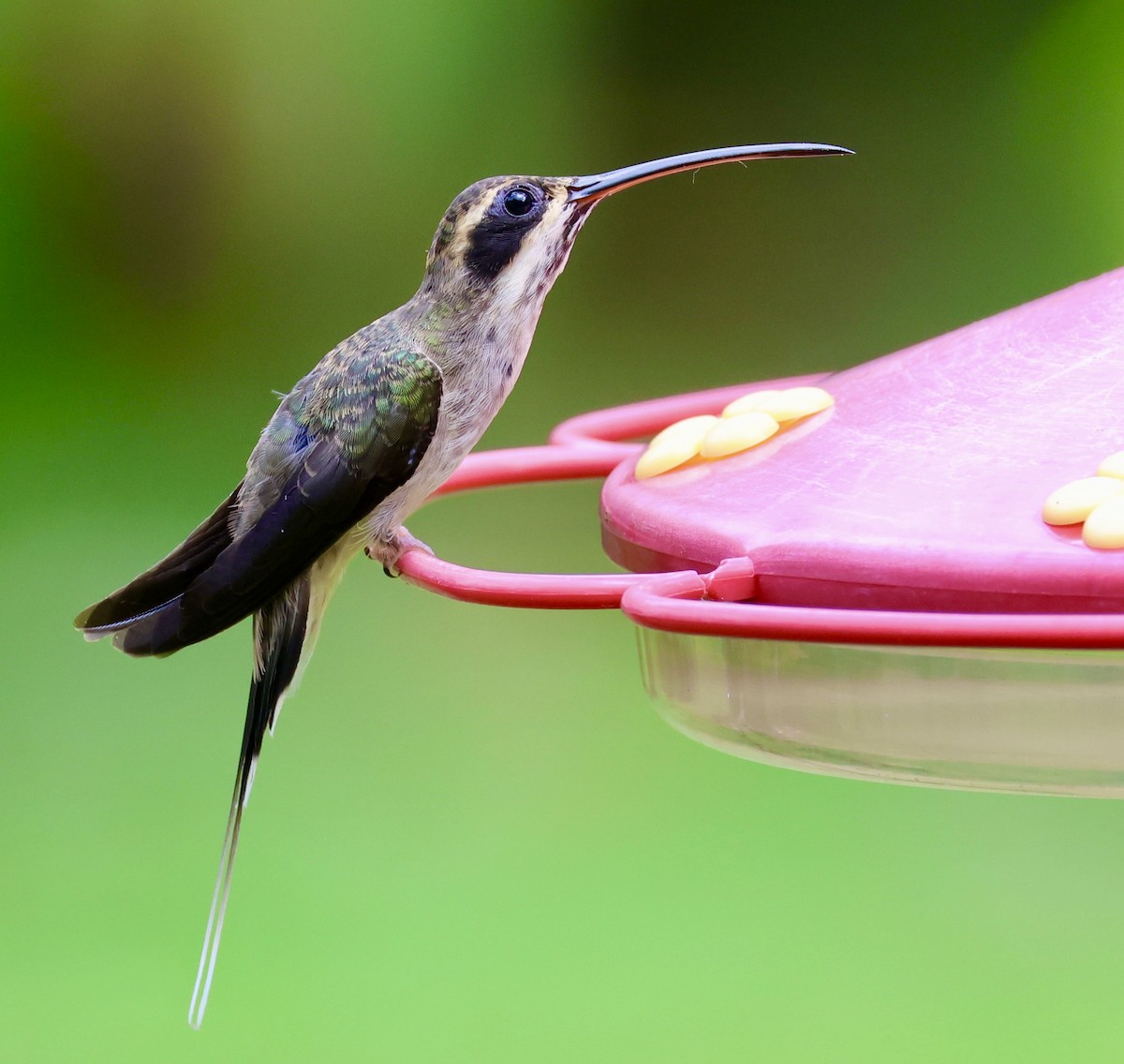 kolibřík světlebřichý - ML620215588