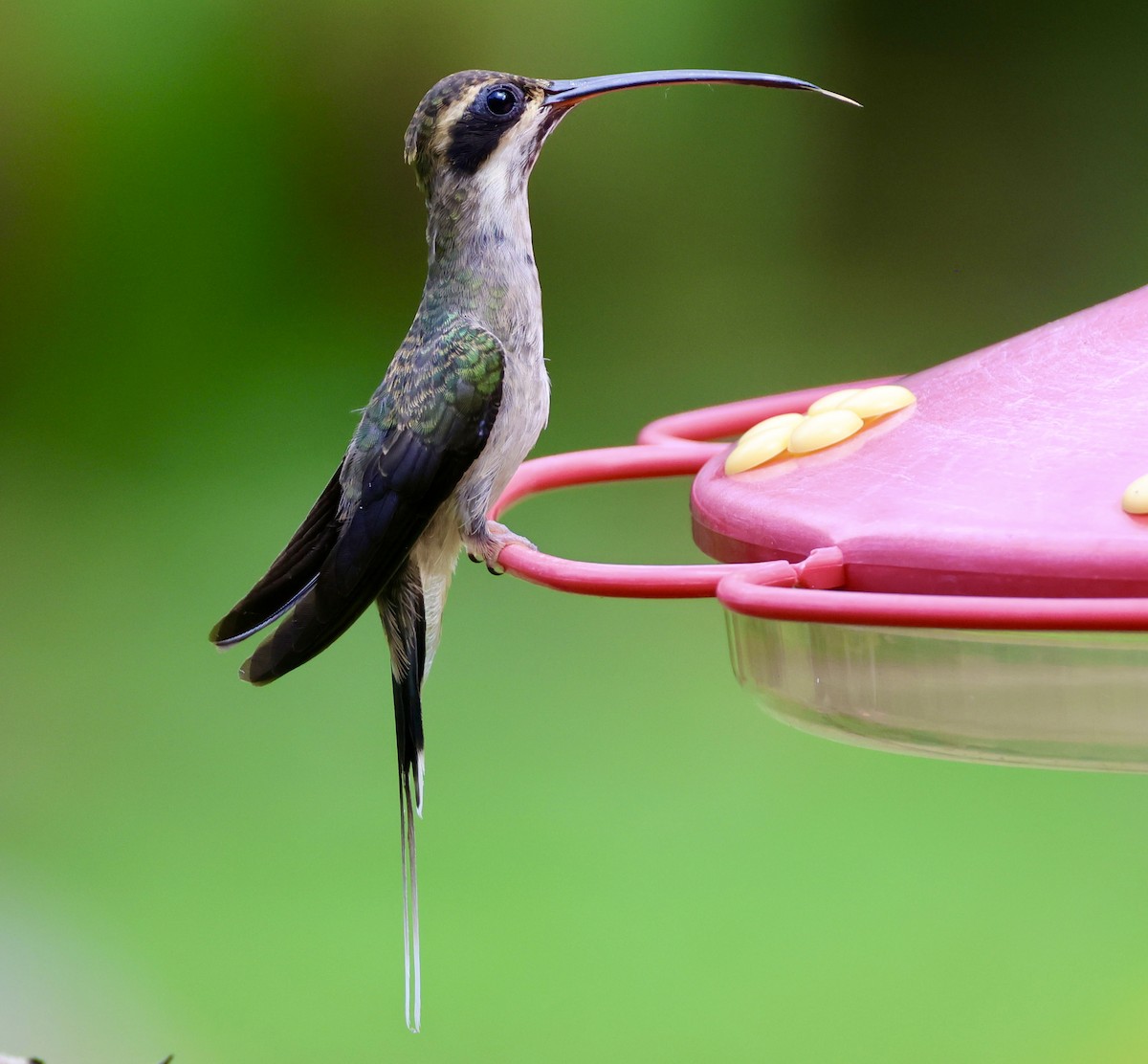 kolibřík světlebřichý - ML620215589