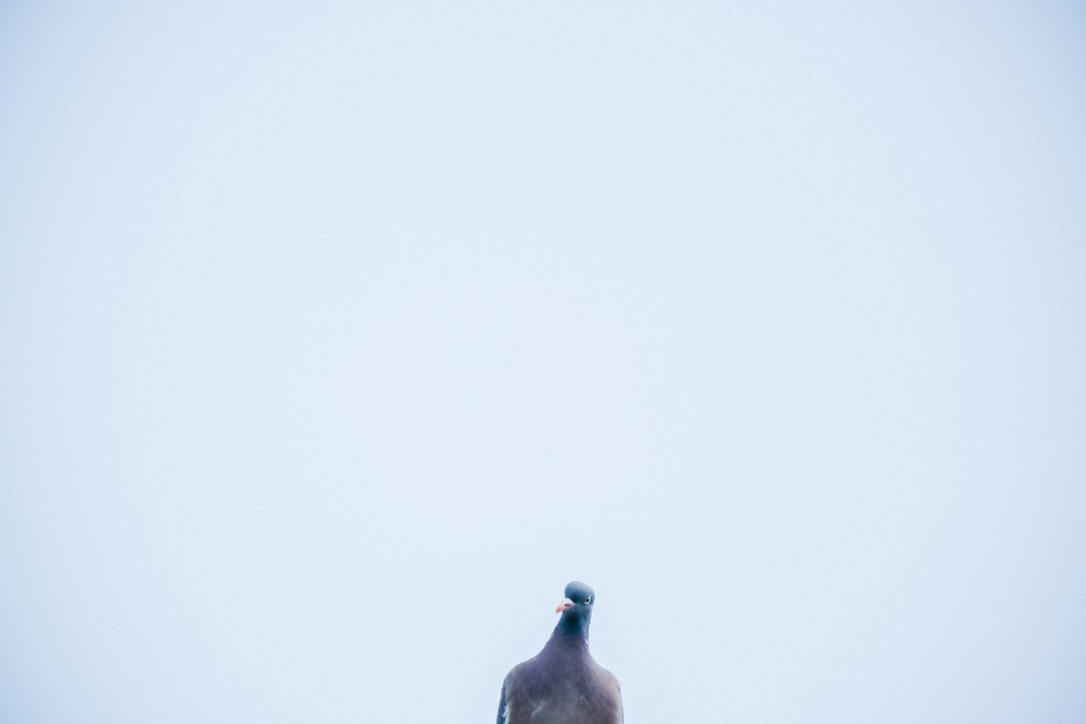 Common Wood-Pigeon - ML620215598