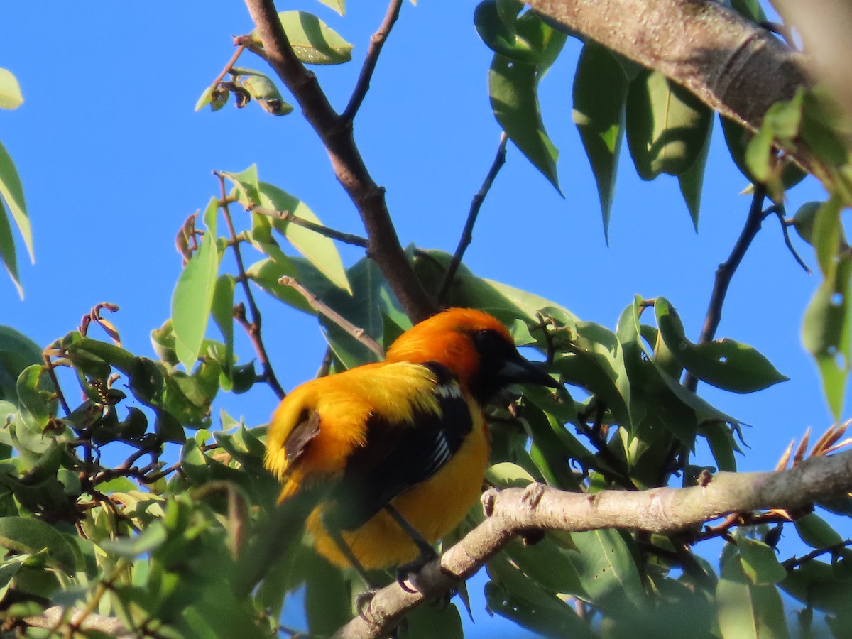 Orange Oriole - ML620215612