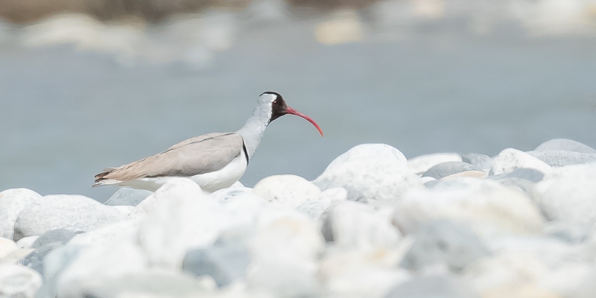 Picoibis - ML620215617