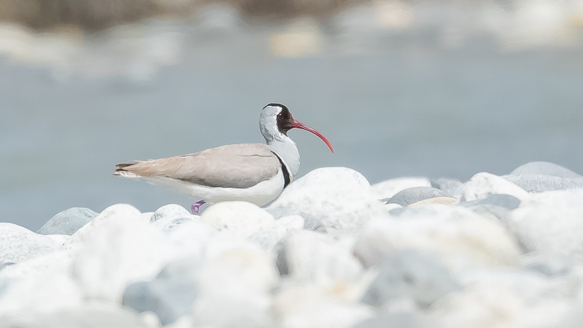 Bec-d'ibis tibétain - ML620215618