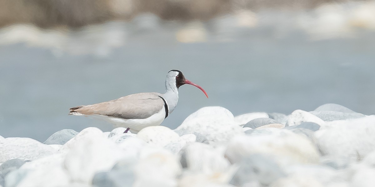 Ibisbill - ML620215619