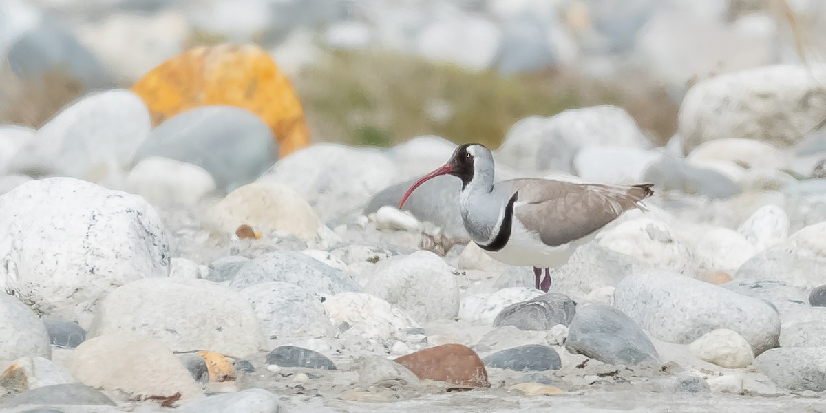 Bec-d'ibis tibétain - ML620215620