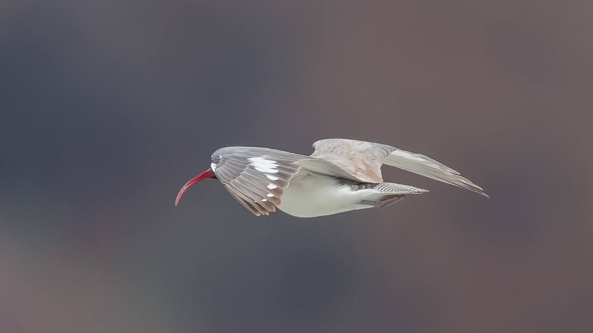 Bec-d'ibis tibétain - ML620215621