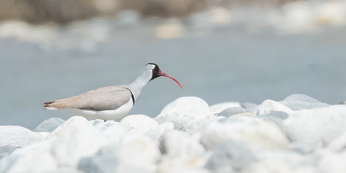 Bec-d'ibis tibétain - ML620215622