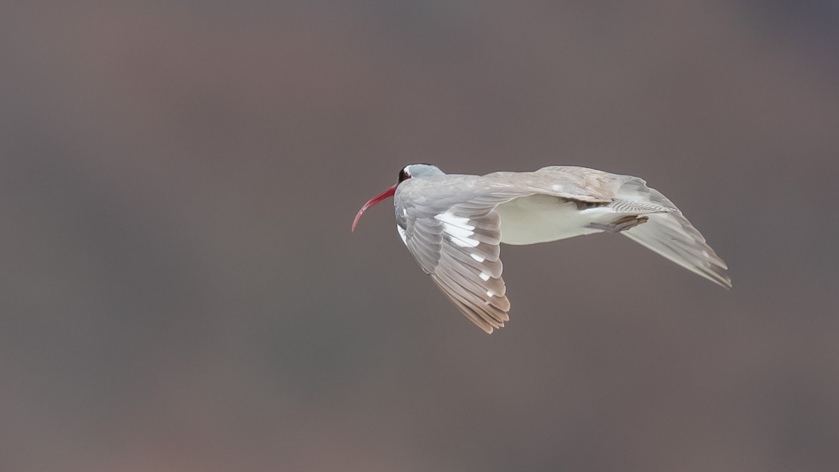 Bec-d'ibis tibétain - ML620215623