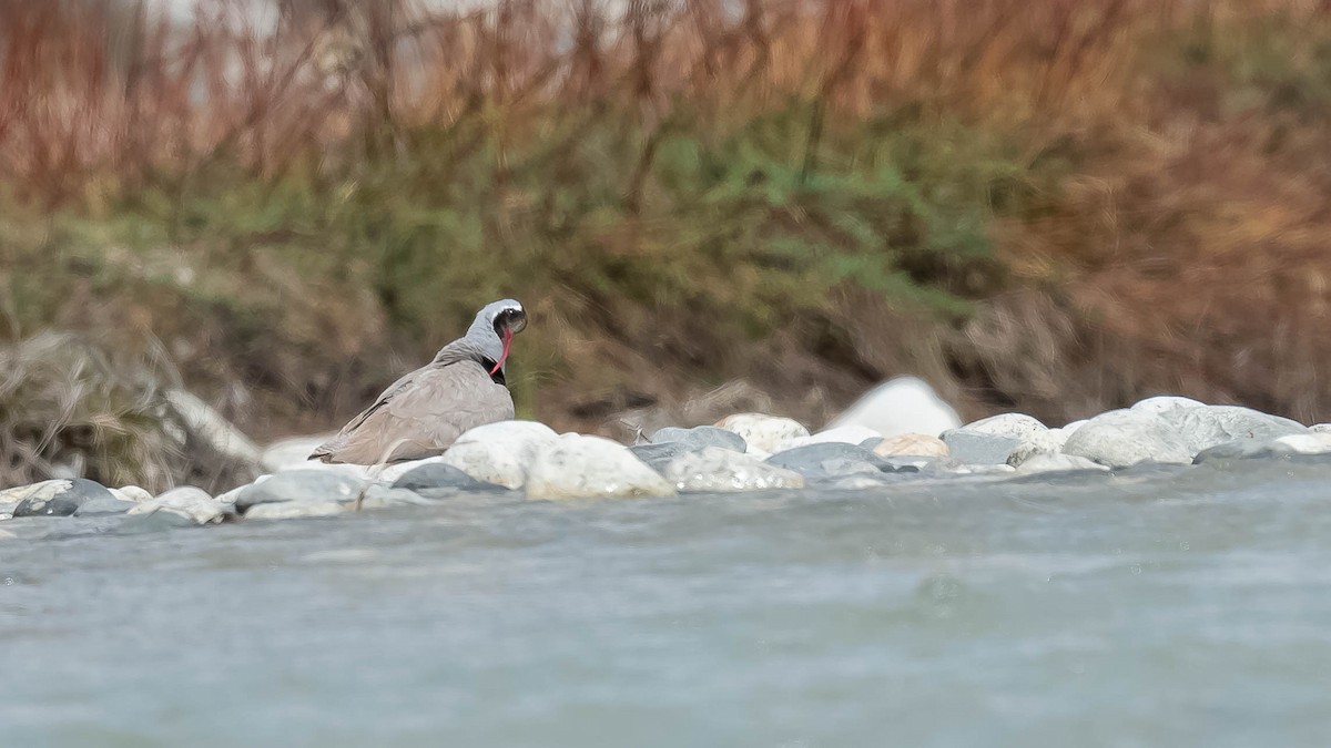 Bec-d'ibis tibétain - ML620215625