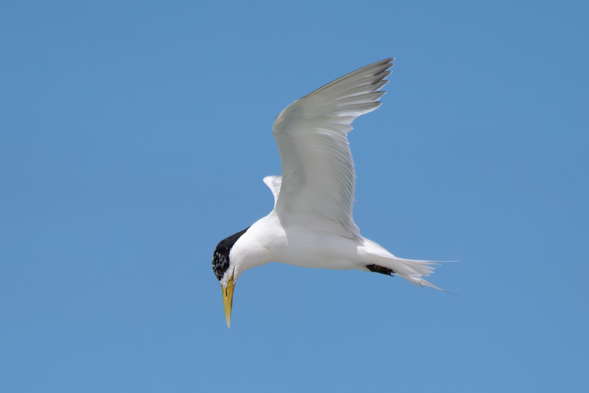 Great Crested Tern - ML620215631