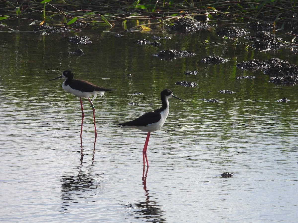 Black-necked Stilt (Hawaiian) - ML620215643