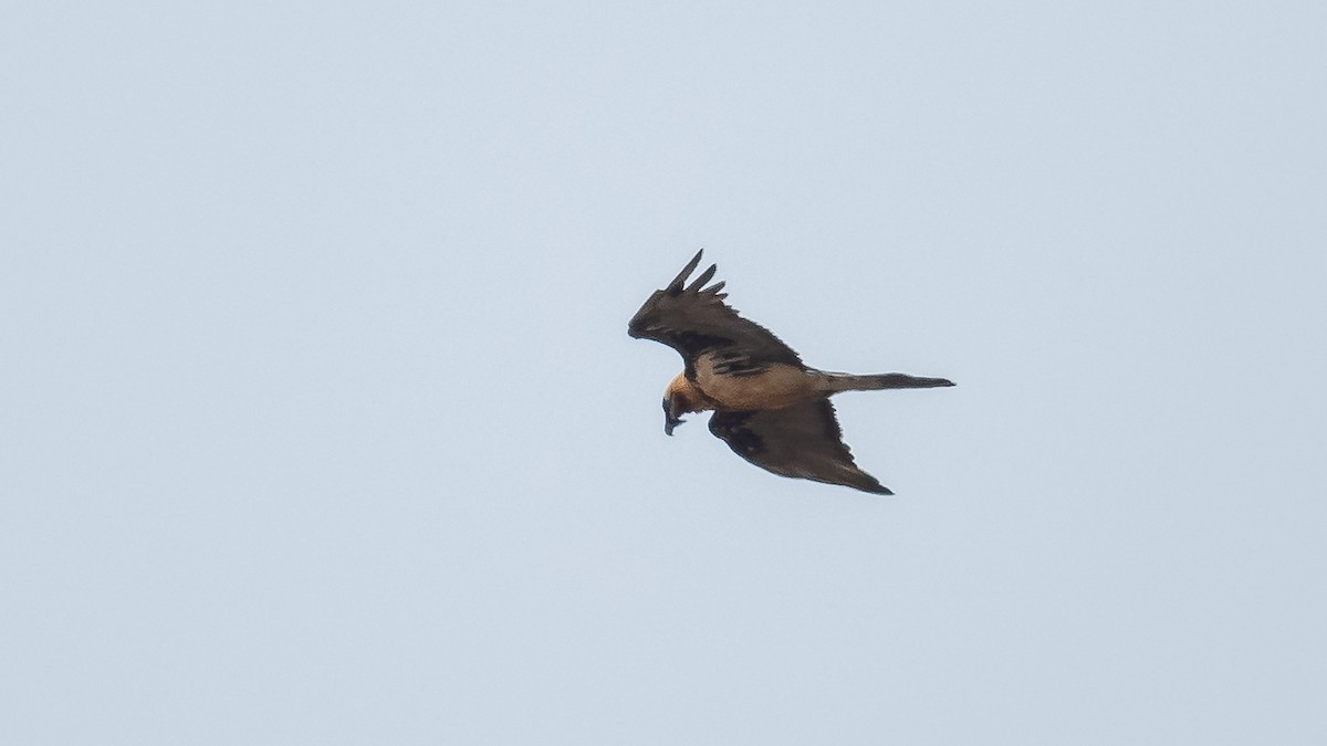 Bearded Vulture - ML620215647