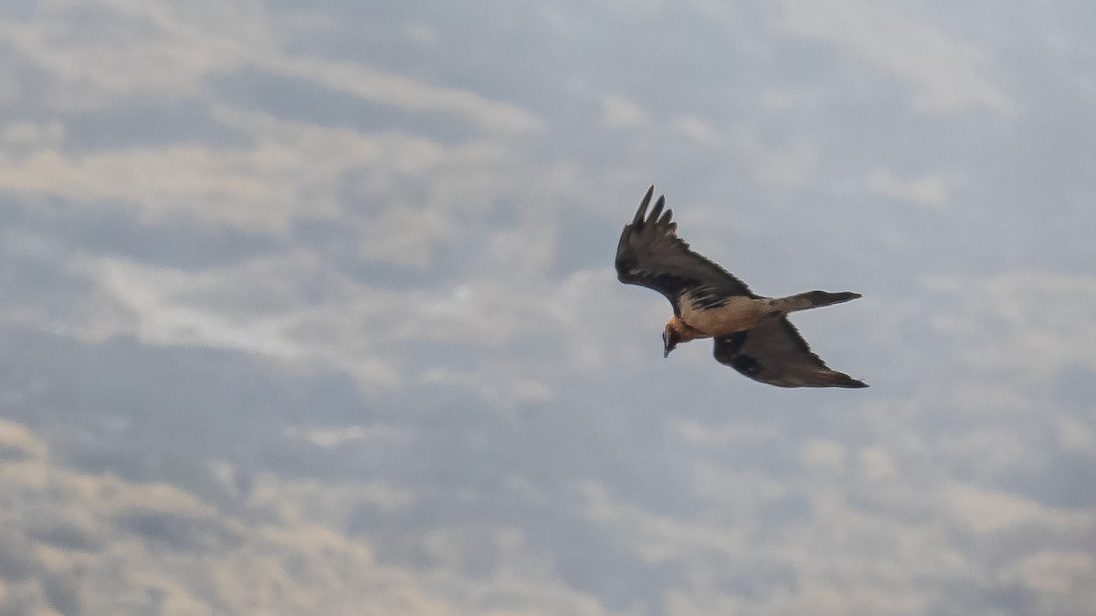 Bearded Vulture - ML620215648