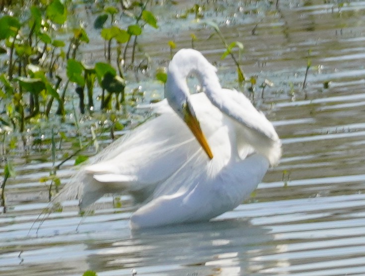 Great Egret - ML620215650